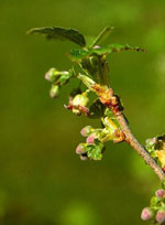 MSA RIBES NIGRUM 50 ML - FarmaLucia