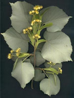 MSA TILIA TOMENTOSA 50 ML - FarmaLucia