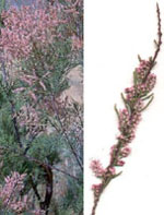 MSA TAMARIX GALLICA 50 ML - FarmaLucia