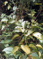 TSA UNCARIA TOMENTOSA 50 ML - FarmaLucia